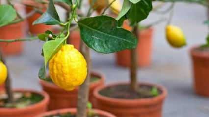 Hvordan dyrker man citroner i gryder derhjemme? Tip til dyrkning og vedligeholdelse af citroner