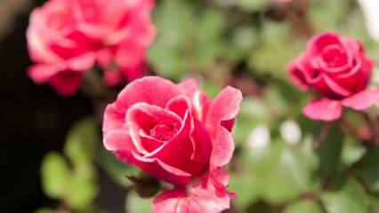 Hvordan man dyrker roser i gryder? Tips til dyrkning af roser derhjemme ...