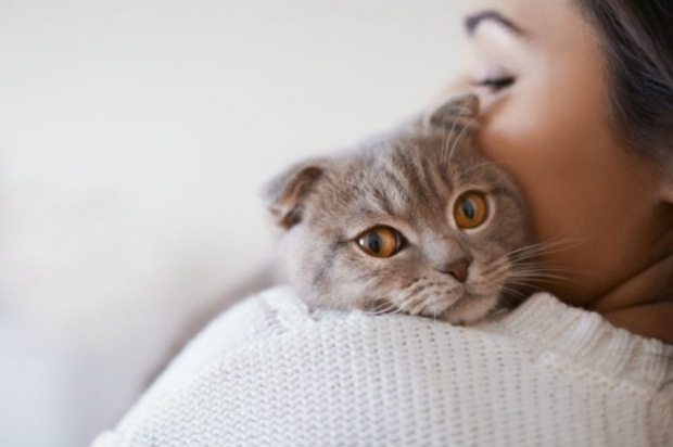 Hvordan forhindres stress fra katte? 