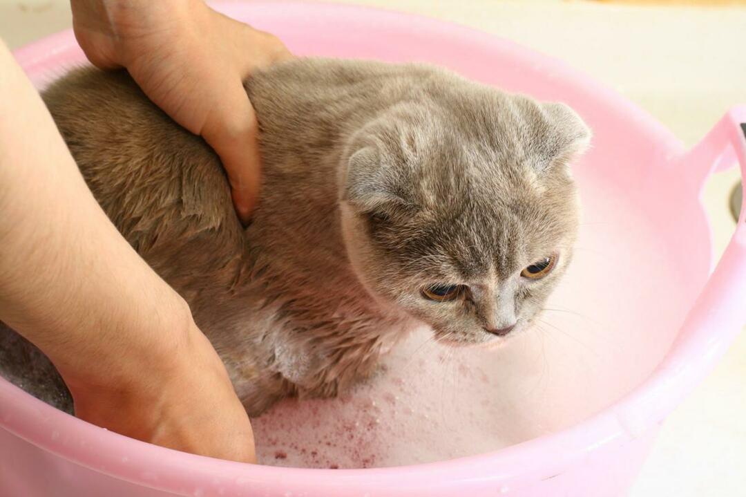 hvordan man vasker katte