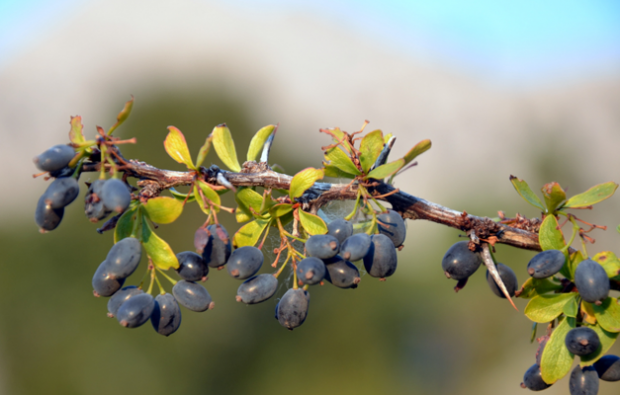 Hvad er fordelene ved barberryplanten? Hvordan laver man te fra bærbærplanten?