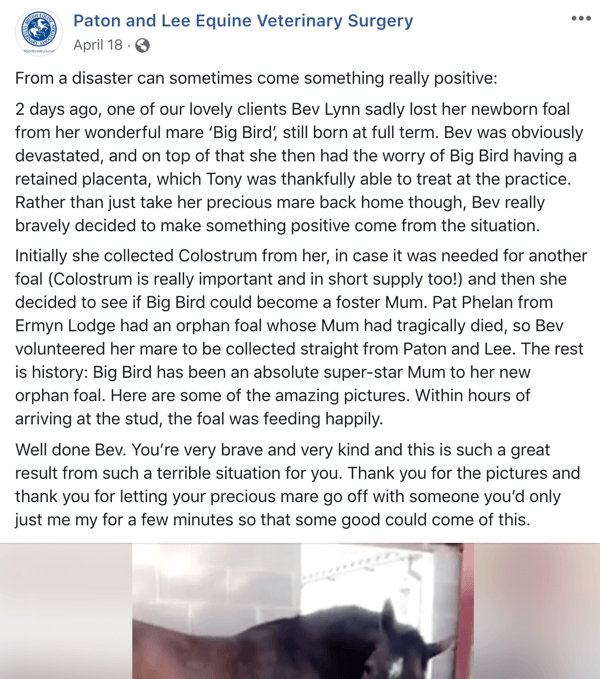 Eksempel på et Facebook-indlæg med en historie fra Paton og Lee Equine Veterinary Surger.
