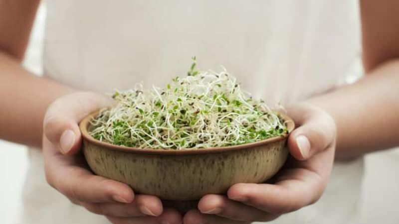 mikroprods fås normalt fra fødevarer såsom salat, agurk, kikærter og kål