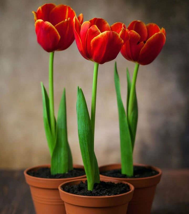 Plantning af tulipanpærer