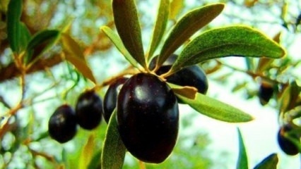 Hvordan tager man sig af et oliventræ derhjemme? 