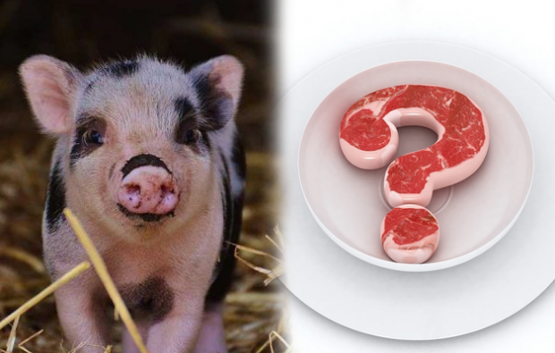 Er det forbudt at spise svinekød?