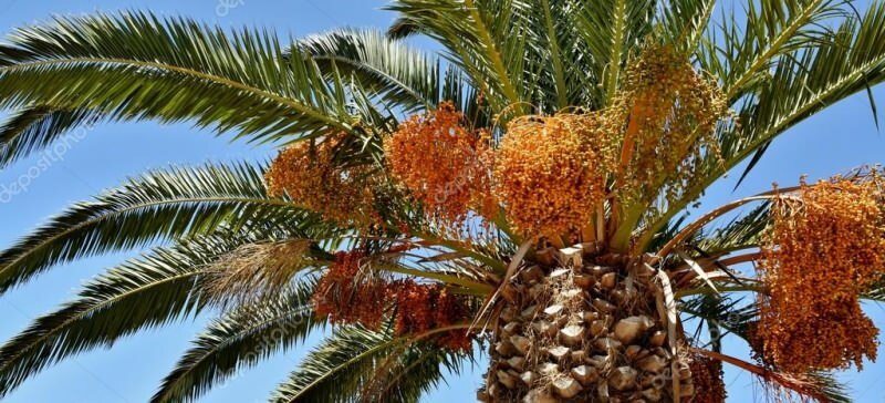 Hvad er et palmetræ? Hvad er palmetræets egenskaber, hvordan man dyrker det