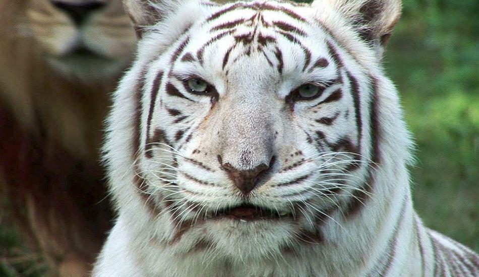 Den hvide tiger i zoologisk have spreder fare
