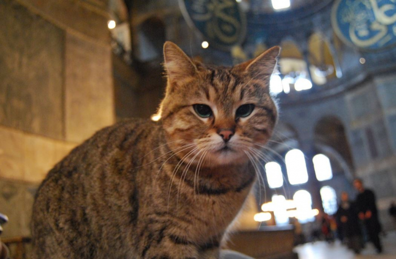 Hagia Sophias kat Gli er hos dyrlægen: Dine gode ønsker venter!