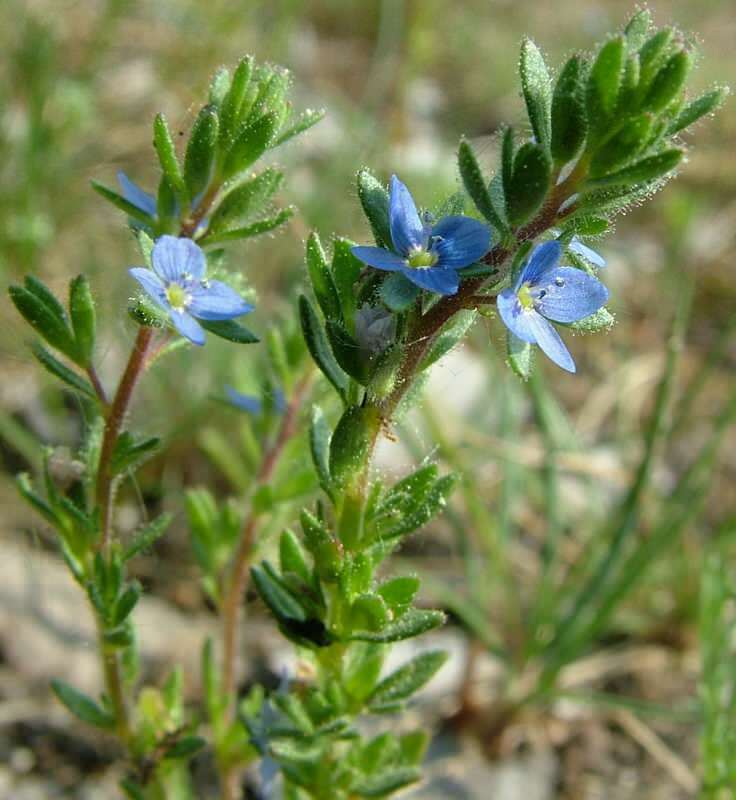 speedwell gavner maveplager