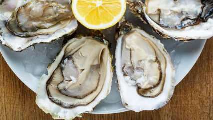Hvad er østers, og hvordan rengøres østers? Hvordan spiser man østers, og hvad er fordelene ved det?