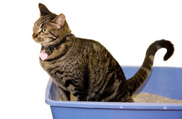 Hvordan man toilettræner katte