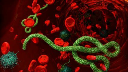 Hvad er ebolavirus? Hvordan transmitteres ebola-virussen? Hvad er symptomerne på ebolavirus? 