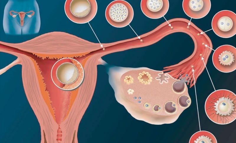 Hvad er implantation? Hvordan skelnes der mellem blødning og menstruationsblødning? Farve og konsistens ...