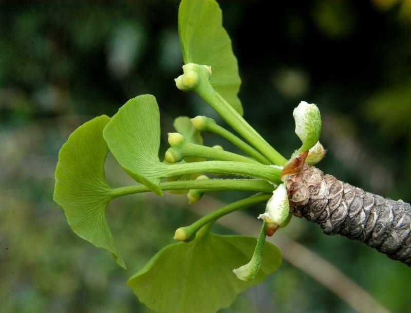 ginkgo biloba gavner især hjernens sundhed