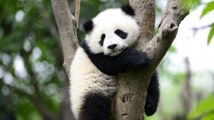 Den mindste panda i verden blev født i Kina