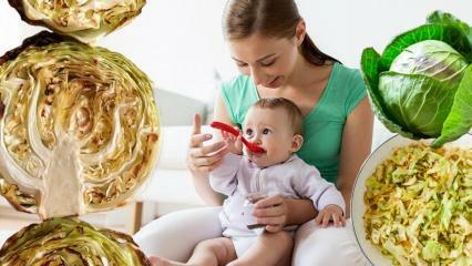 Spiser babyer kål? I hvilken måned skal babyer have kål? Fordele ved kål til babyer