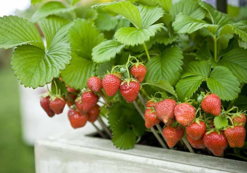 Hvordan dyrker jeg jordbær i en gryde? Den mest praktiske metode til dyrkning af jordbær