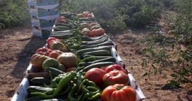 Uanset hvad du køber i Ayrancı-distriktet i Karaman, koster det kun 1 lira! Fra tomat til agurk...