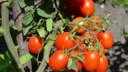 Hvordan dyrker du tomater i en gryde? Den nemmeste tomatproduktion