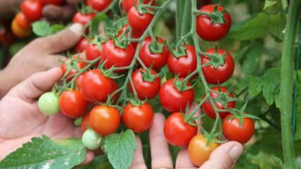 Hvad er fordelen ved at spise tomater på sahur? Hvad er fordelene ved rå tomater? 