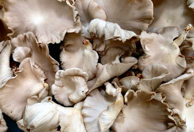 overdreven forbrug af svampe kan forårsage allergi mod forgiftning 