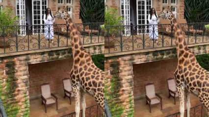 Kvinden fodrer giraffen fra balkonen med hænderne! 
