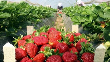 Hvad er symptomerne på jordbærallergi? Er der nogen fordel for jordbær?