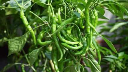 Hvordan man dyrker grøn peber i potter? Tips til dyrkning af peberfrugter derhjemme
