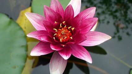 Hvordan tager man sig af Lotus (vandlilje) blomster derhjemme?