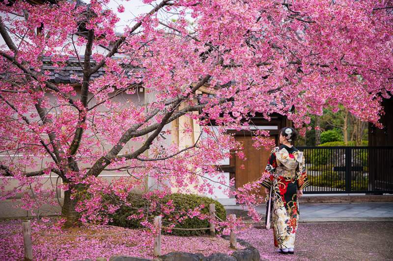 Hvad betyder Sakura? Ukendte egenskaber ved sakura blomst