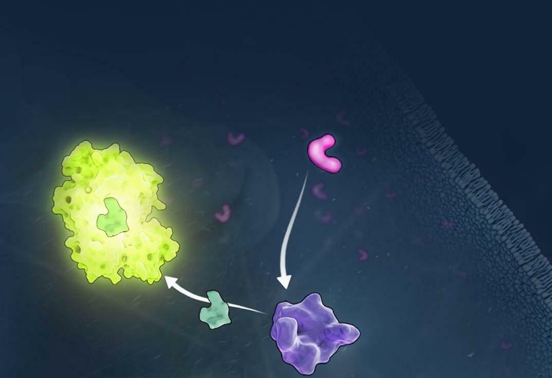 Hvilke fødevarer reducerer oxidativt stress?