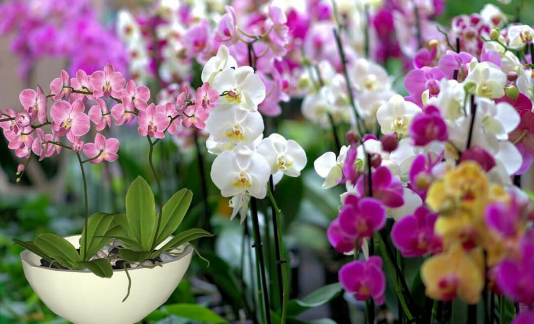 Hvordan plejer man orkideer? Hvordan formerer man orkidéblomster? 5 ting orkidéblomster ikke kan lide