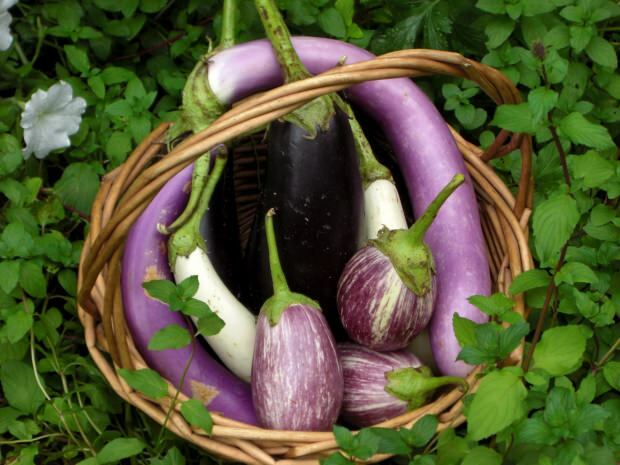 hvad er fordelene ved aubergine