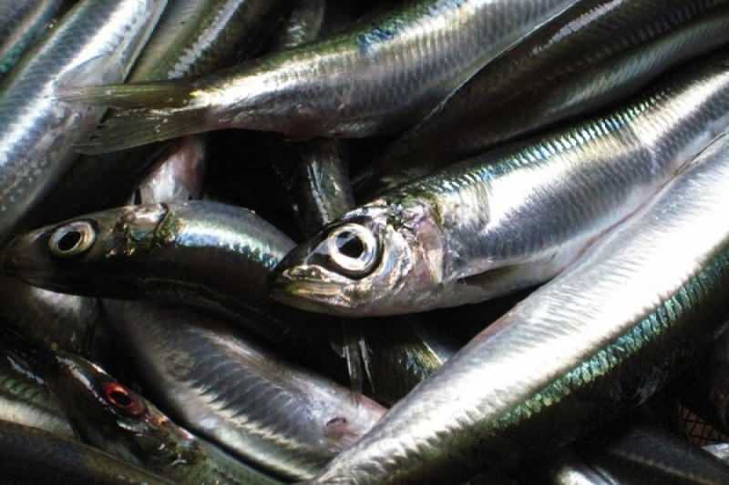 sardin har den højeste olieværdi blandt fiskearter