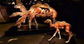 Real Animals Anatomy Exhibition kommer til Tyrkiet!