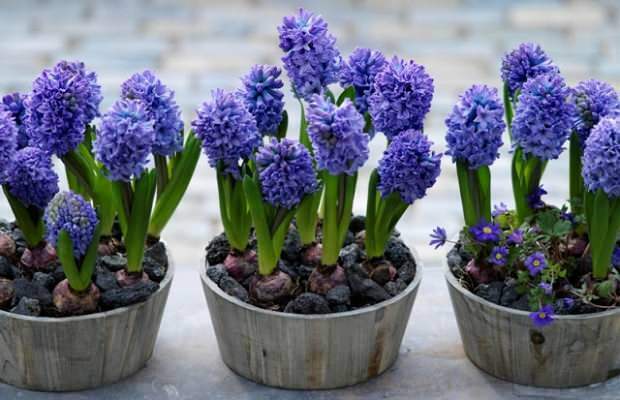 Sådan gengives hyacintblomster