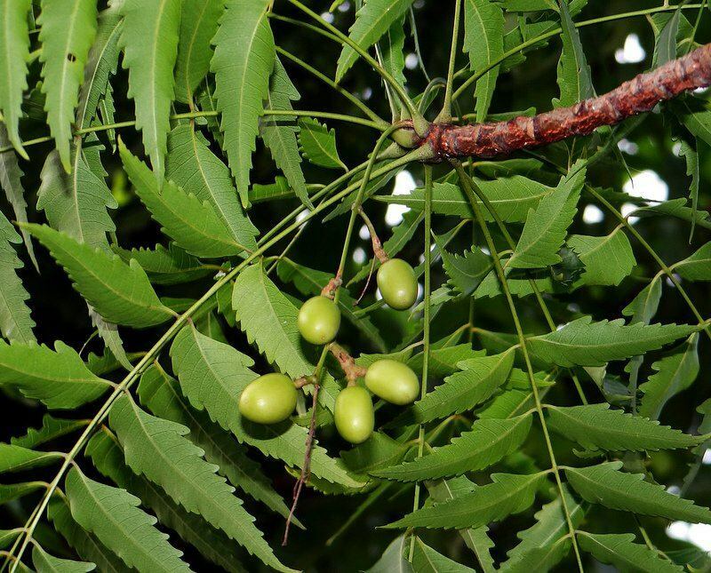 neem-træet har været brugt i alternativ medicin siden oldtiden
