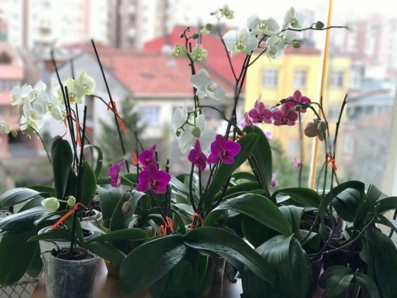 Hvordan kan man passe orkideer? Sådan vandes en orkidé derhjemme? Metode til at genoplive orkideer