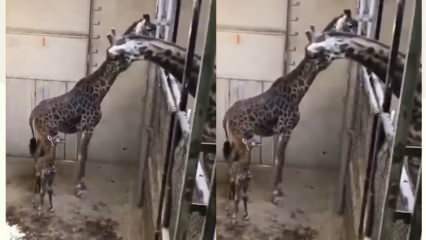 Reaktionerne fra giraffen, faren, rystede de sociale medier! 