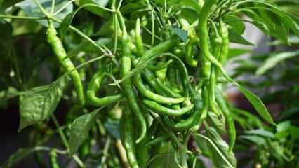 Hvordan man dyrker grøn peber i gryder? Hvad er tricks med voksende peber derhjemme?