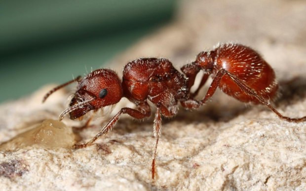 brand ant
