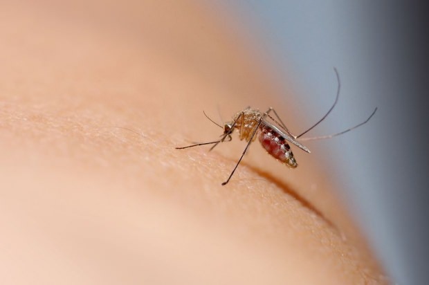 Hvordan passerer myggen
