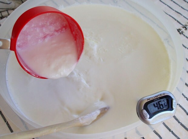 hjemmelavet yoghurt