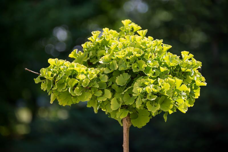 billede af ginkgo biloba planten