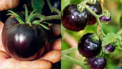 Kræftfjende: Hvad er en sort tomat? Hvad er fordelene ved sorte tomater?