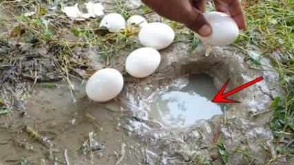 YouTube-fænomen fangede fisk ved at bryde et æg i vandet! Her er det forbløffende resultat ...