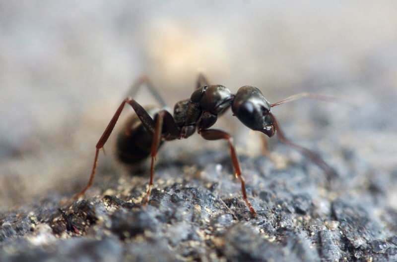 Effektiv metode til fjernelse af myrer derhjemme! Hvordan kan myrer ødelægges uden at dræbe?