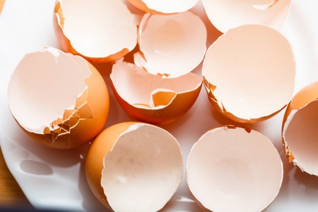 kariesbehandling med æggeskal