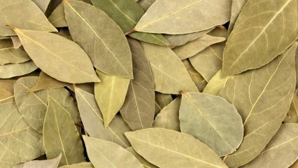 Hvad er fordelene ved laurbærblad? Hvad gør laurbærbladet te? Bugt og citronblanding